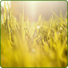 Full Sun Buffalo Grass For Midwest