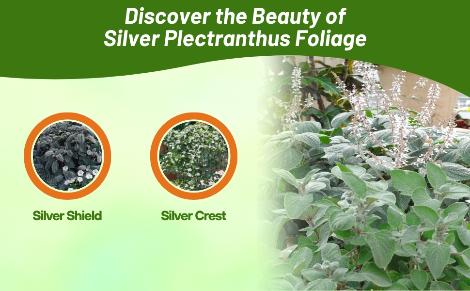 Plectranthus Silver Shield & Silver Crest Seed Varieties