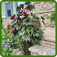 Low Maintenance Gryphon Begonia