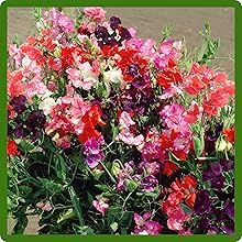 Climbing Old Spice Lathyrus Sweet Peas Flowers