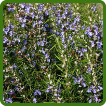 Rosemary Evergreen Foliage