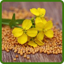 Yellow Mustard Seeds & Flowers