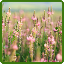 Sainfoin Non-Bloating Forage