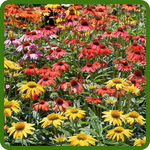 Long Blooming Echinacea Purple Coneflower Cheyenne Spirit