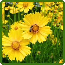 Perennial Lance Leaved Coreopsis Yellow Flowers