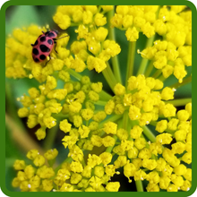 Pollinator-Friendly Blooms of Zizia