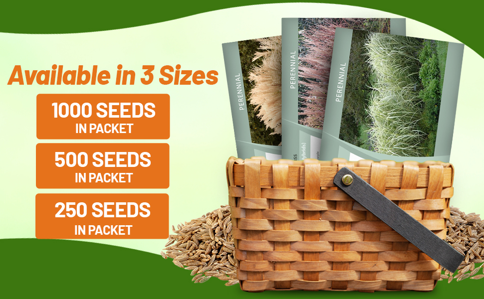 Miscanthus Ornamental Grass Seed Packets For Planting