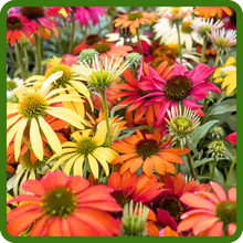 Garden of Echinacea Cheyenne Spirit Flowers