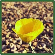 California Poppy Golden West Fragrant & Pollinating Flowers