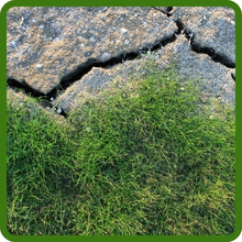 Drought Tolerant Seashore Paspalum Lawn Grass Seed