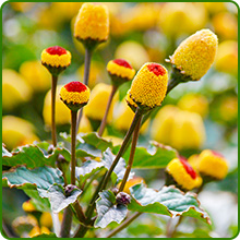 Unique Toothache Plant Medicinal Herb