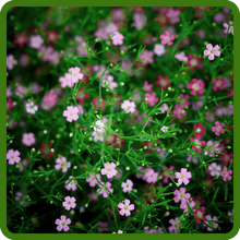 Long Lasting Blooms of Gypsophila