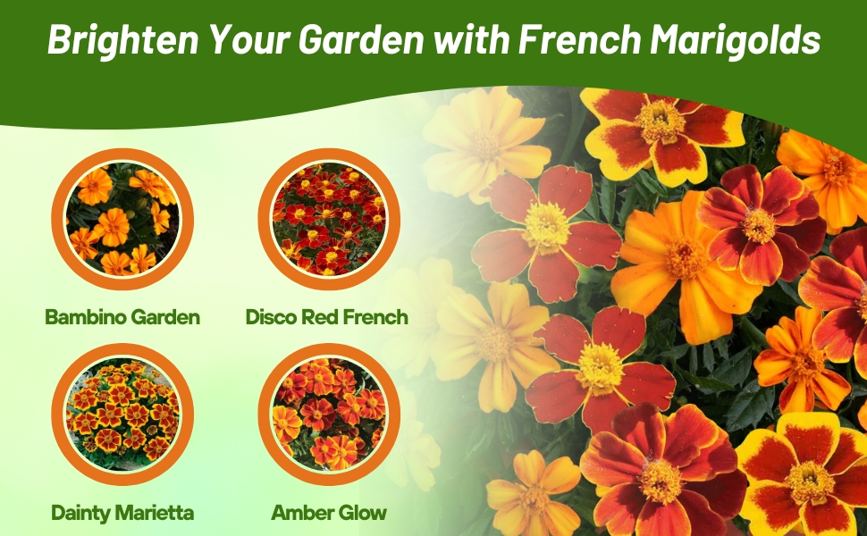 Bambino, Marietta, Disco Red, and Amber Glow Tagetes French Marigold