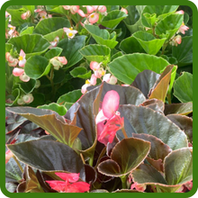 Large Bronze and Green Foliage of Megawatt Begonia