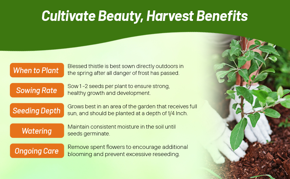 Planting Directions For Blessed Thistle Herb Seeds