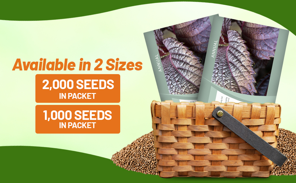 Perilla Beefsteak Seed Packets For Sale
