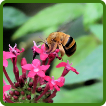 Pollinating Bee on Pentas Flower