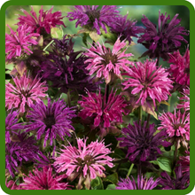 Color Variety of Monarda Didyma Bee Balm Mix flowers