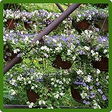 Versatile Growth Habit of Bacopa Plants