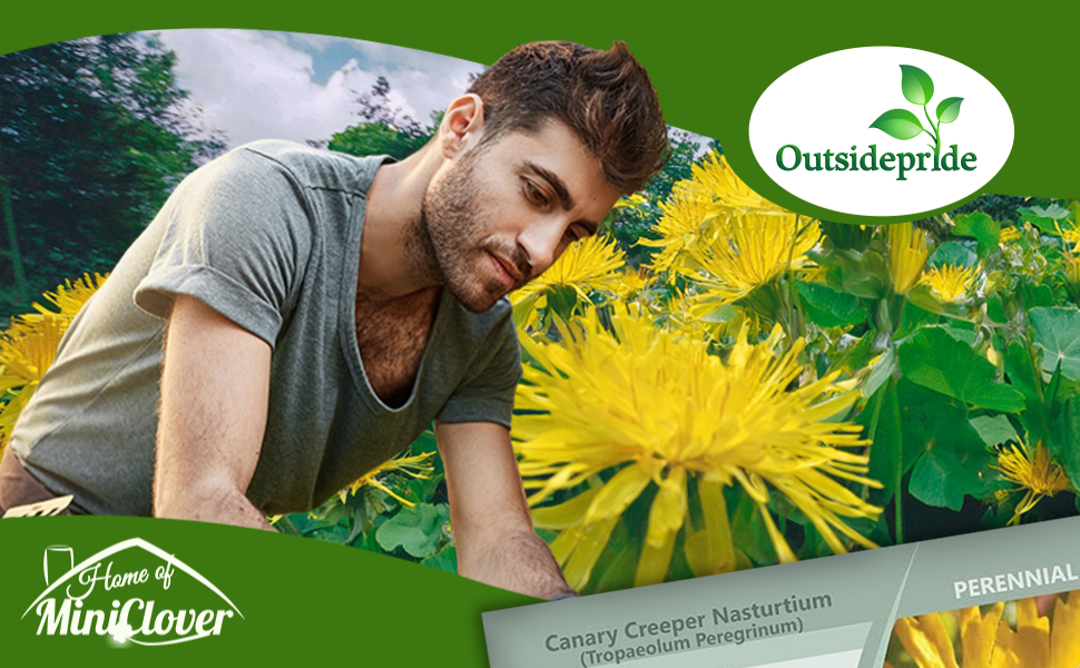 Yellow Flowering Canary Creeping Flower Garden