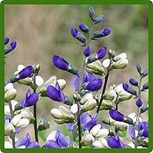 Blue & White Hardy Indigo Wildflowers