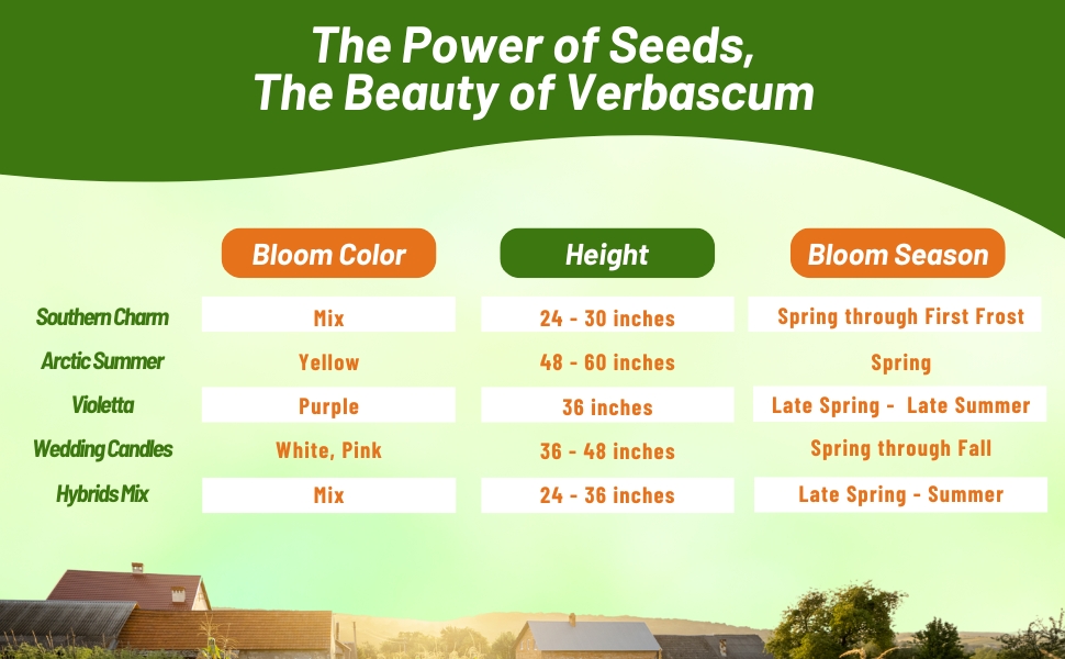 Bloom Season, Color, & Height Chart of Verbascum Mullein