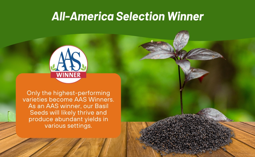 All American Selection Winner Basil Dark Opal Herb Plants