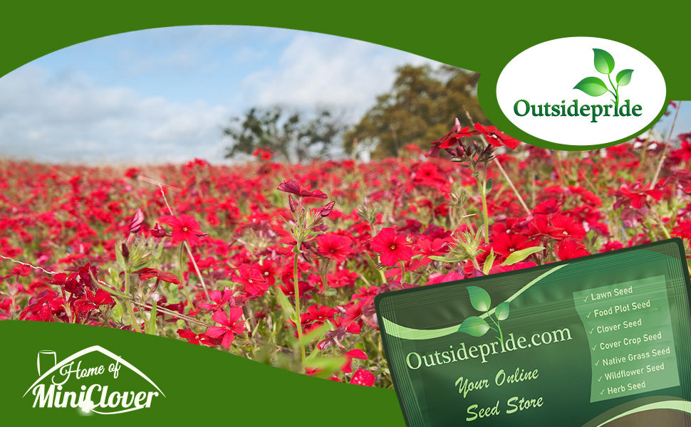 Scarlet Phlox Wildflower Meadow Planted From Flower Seeds