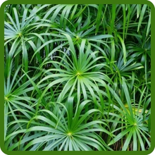 Umbrella Plant Has Umbrella Like Foliage