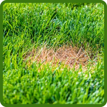 Crystal Bluelinks Golf Course Grass Seed Disease Resistance