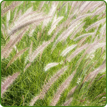 Indian Grass For Ornamental Landscaping