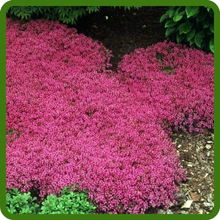 Drought Tolerant Magic Carpet Creeping Thyme