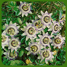 Passion Flower Form Dense Clusters of Flowers
