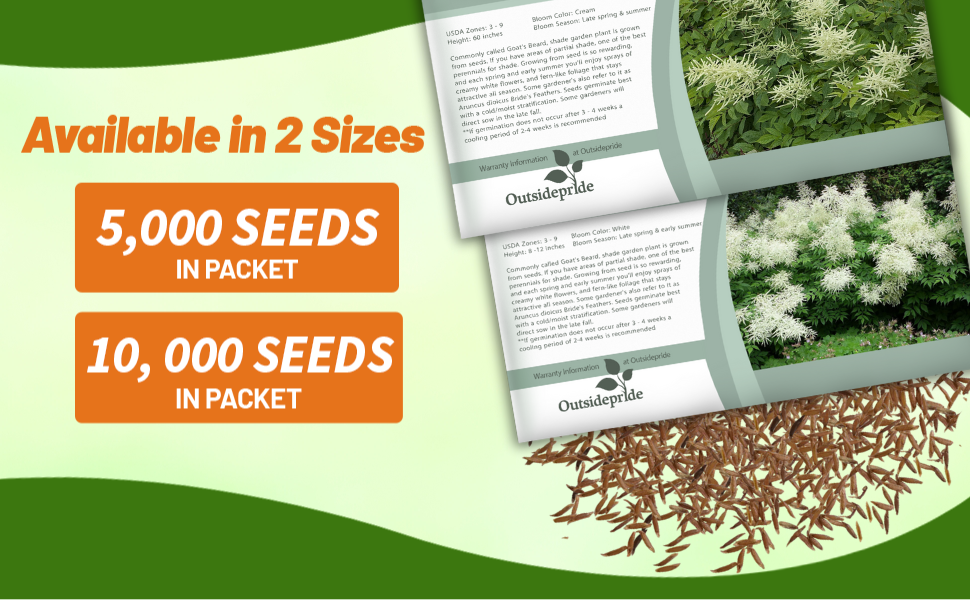Aruncus Goat's Beard Seed Packets For Planting