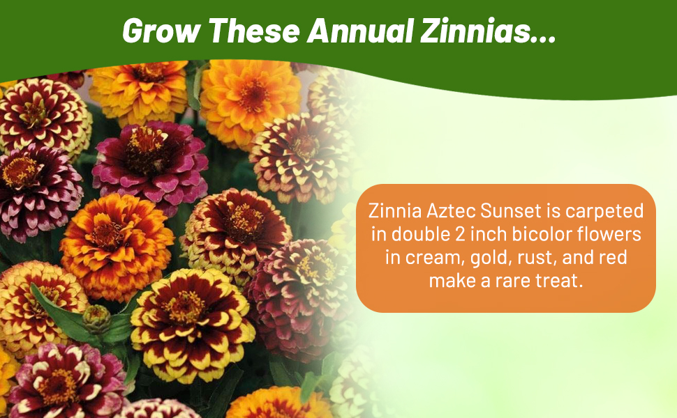Annual Zinnia Aztec Sunset Flower Seed Mixture