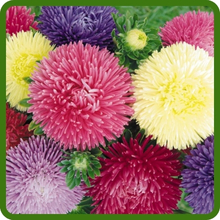 Water Conservation Callistephus Tall Double Gremlin Aster