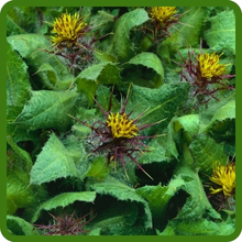 Drought Tolerant Blessed Thistle Herbs