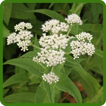 White Flowers of Boneset