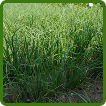 Fast Growing Sweet Onion