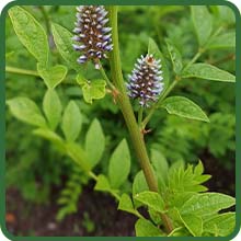 Low Maintenance & Hardy Licorice Plant