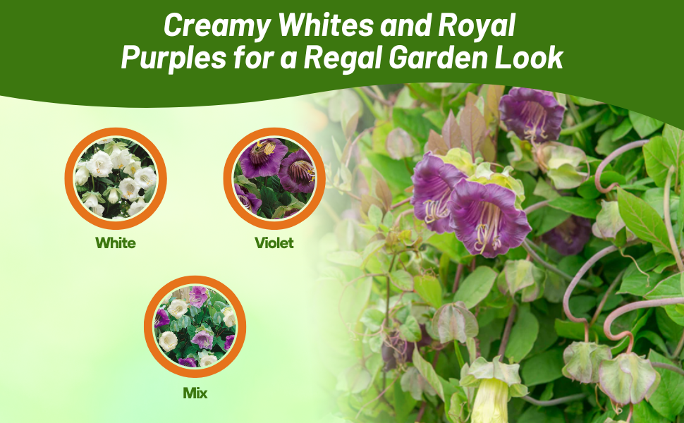 Cup & Saucer Vine Cobaea White, Purple, & Mix Varieties