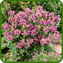 Charming Miniature Rose Form of Prunella