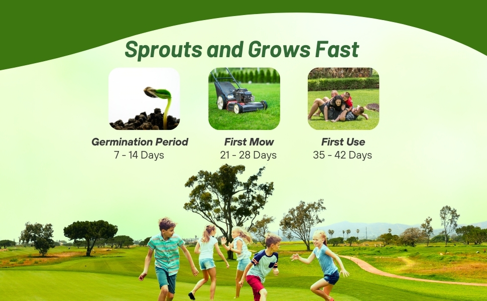 Fast Growing Bermuda Grass Seed High Germination