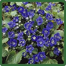 Verstatile Uses of California Bluebell