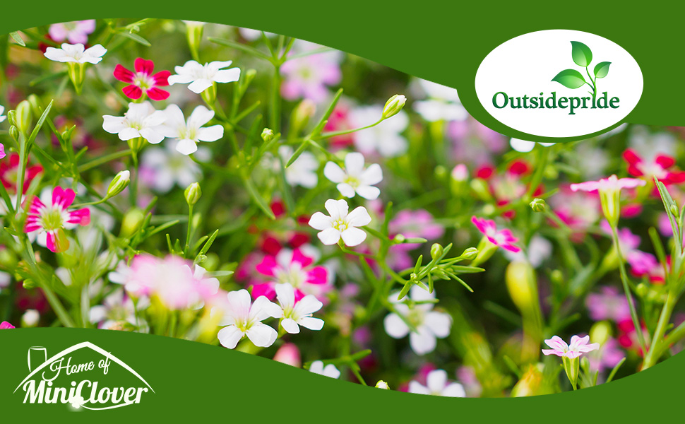 Gypsophila Baby's Breath Flower Mixture