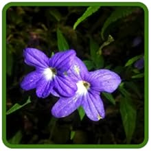 Shade Tolerant Browalia Plants