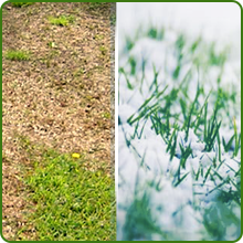 Perennial Blackjack II Maya Bermuda Seed