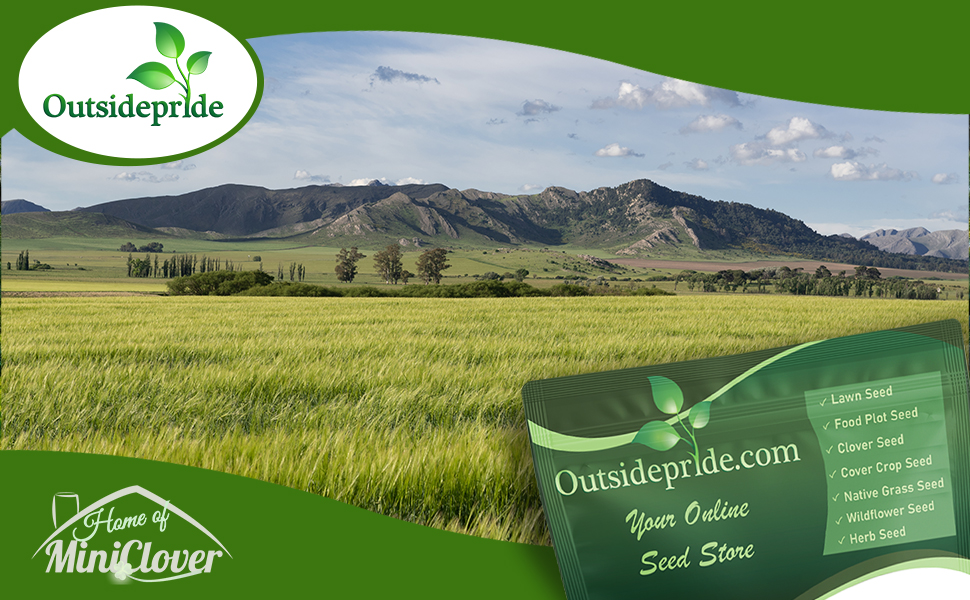 Field of High Protein Teff