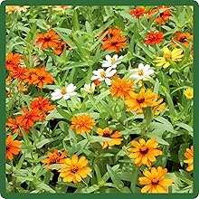 Yellow, Orange, & White Zinnia Hybrida Star Flowers