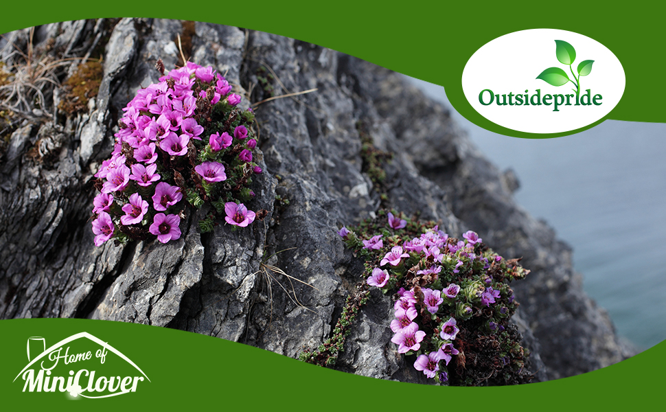 Saxifraga Rock Garden Plant Seed